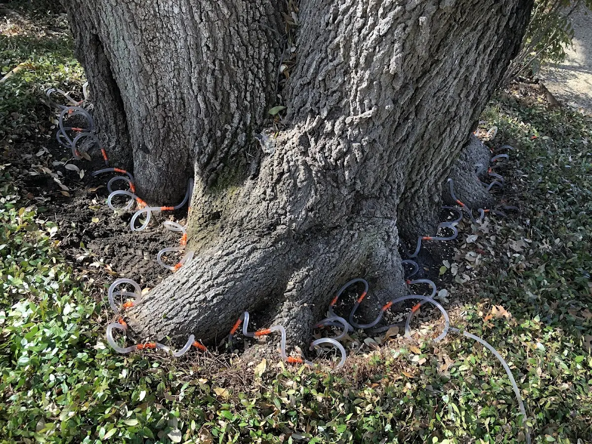 Detailed Shrub and Hedge Trimming job site in Willow City