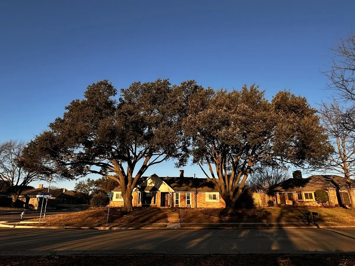 Established residential canopy tree shading a home in Willow City