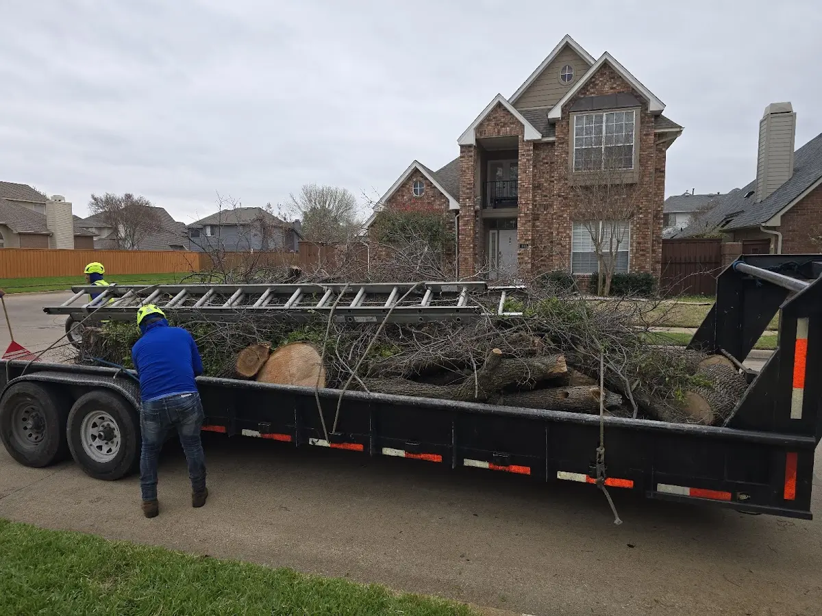 Expert Crown Reduction with proper safety equipment in Willow City